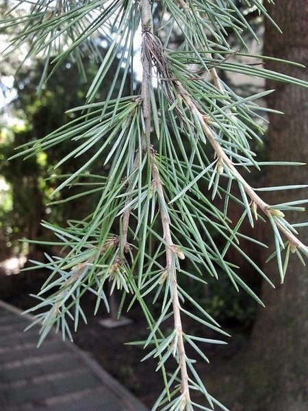 Cedrus deodara