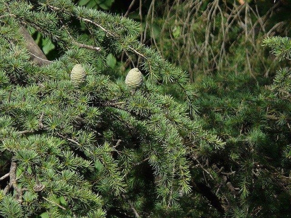 Cedrus deodara