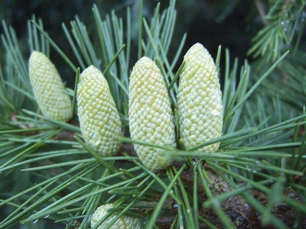 Cedrus deodara