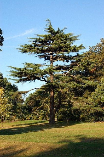 Cedrus deodara