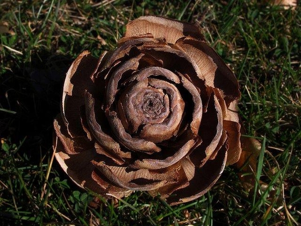Cedrus deodara