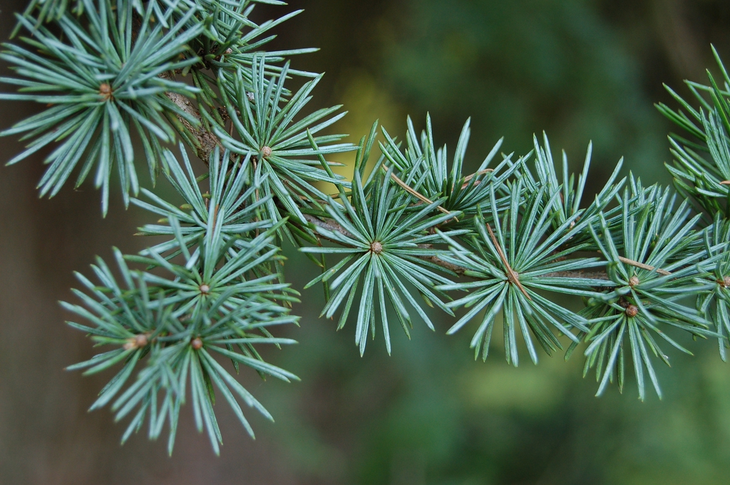 Closeup of a branch with blue-green leaves
