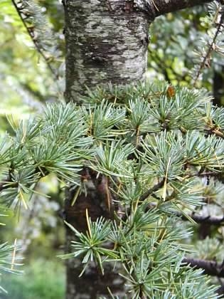 Needles and bark, Buncombe Co. NC, early fall