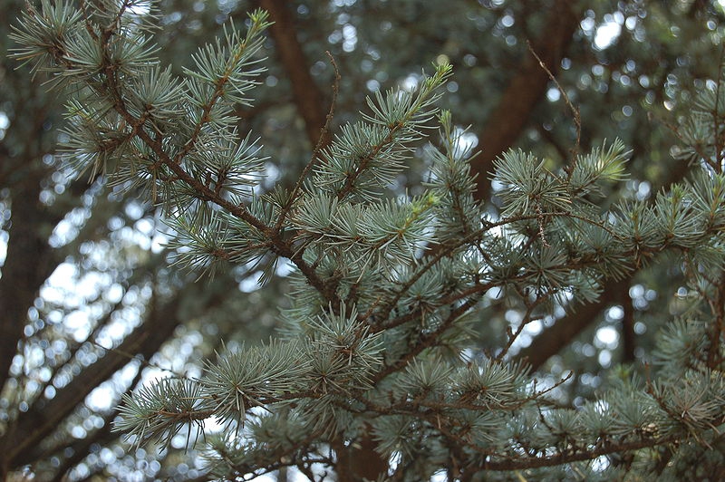 Larger branches of the tree