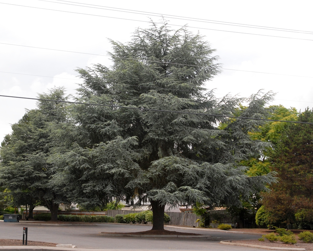 Cedrus atlantica 'Glauca' Tree
