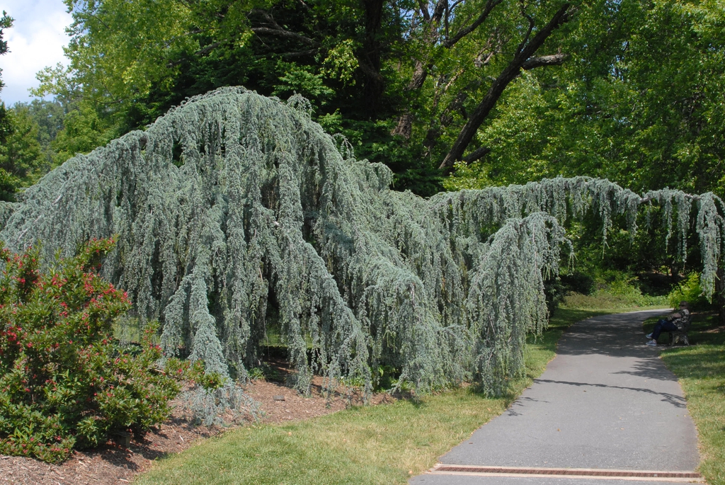 Cedrus atlantica 'Glauca Pendula'