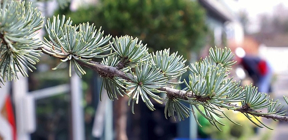 Stem with needle formation