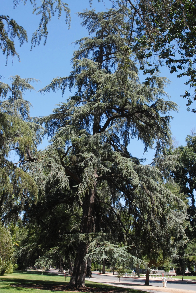 Form of the tree