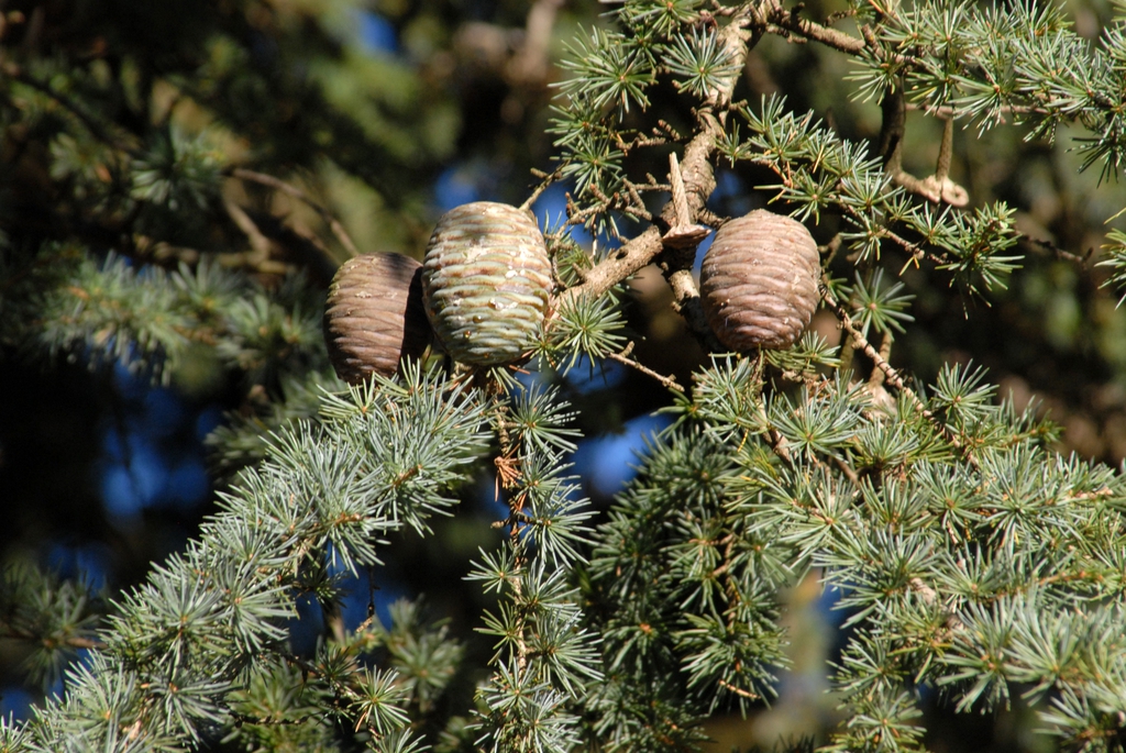 Fruit and leaves of the tree
