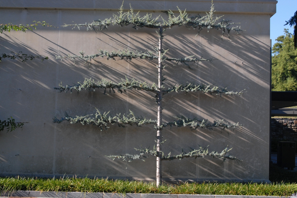 Grown as an espalier form
