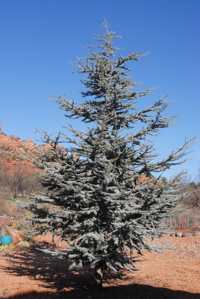 Form of the tree with blue-green leaves