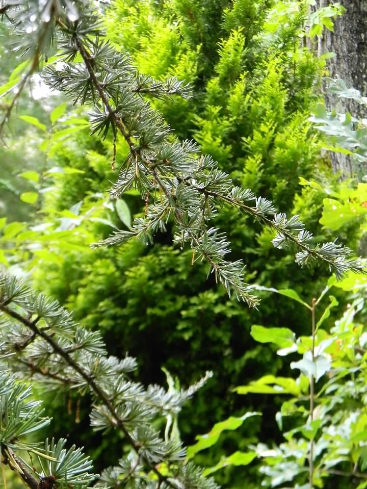 Needles - September - Buncombe Co., NC