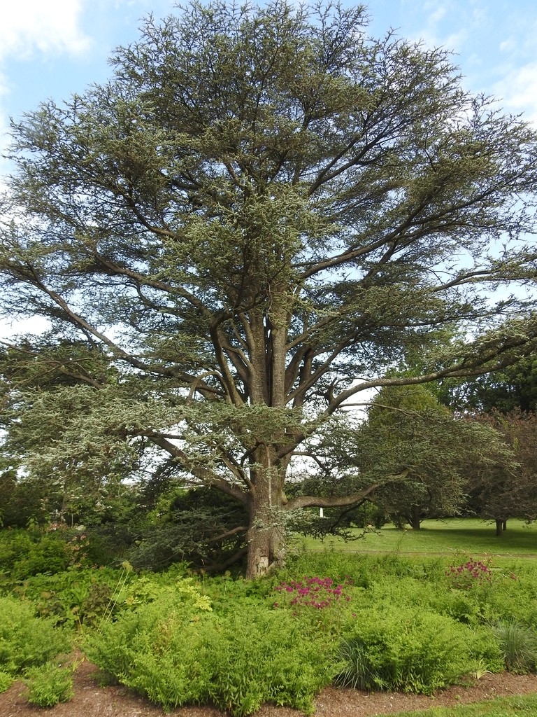 Cedrus atlantica form