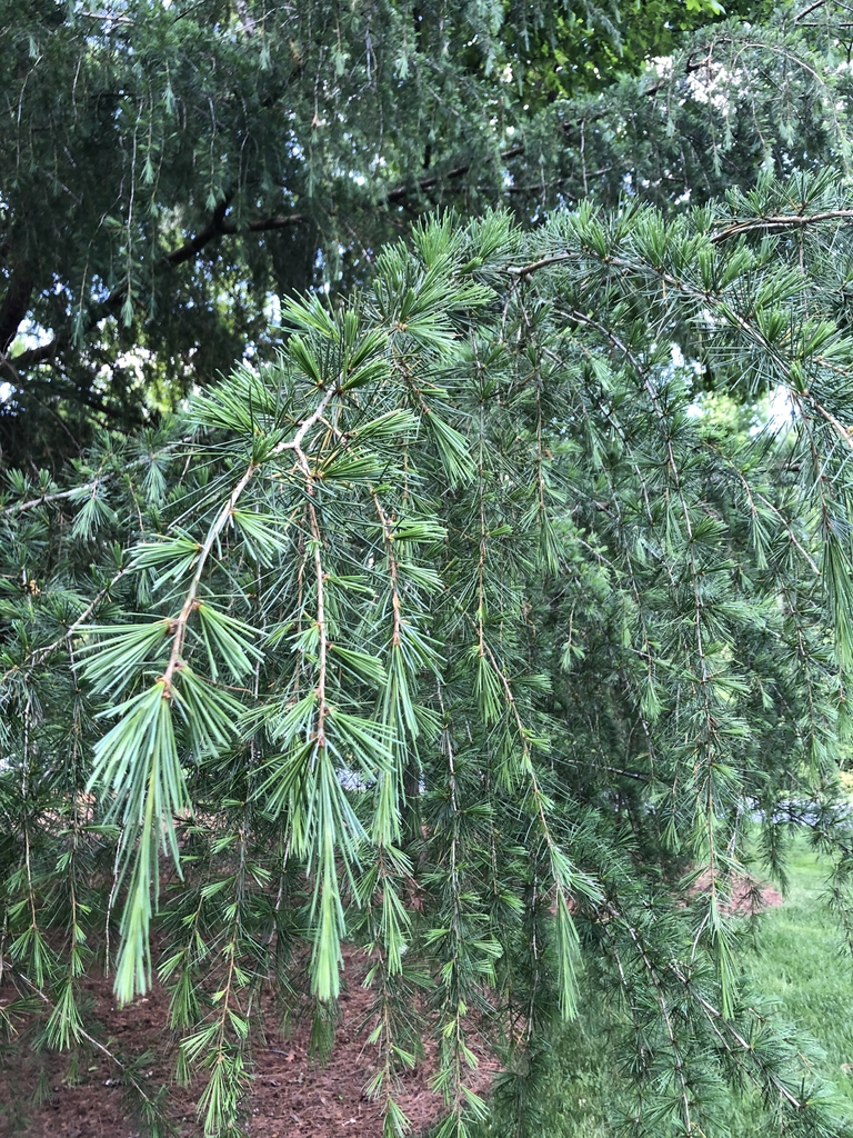 Cedrus deodara