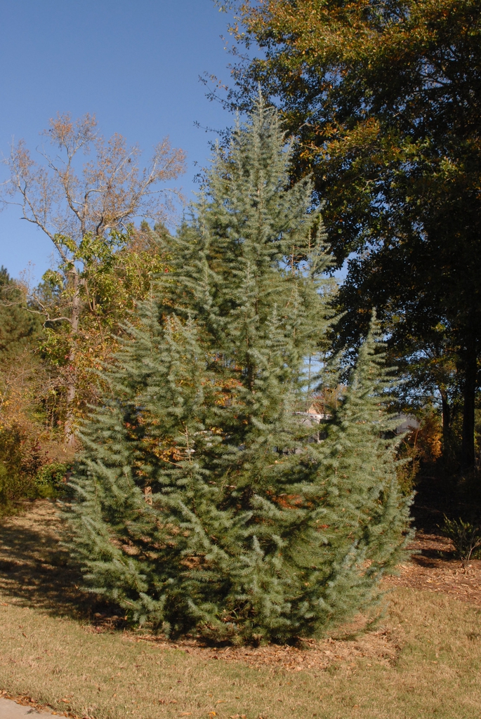 Cedrus deodara