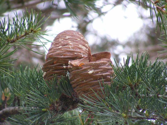 Cedrus deodara 'Pendula'