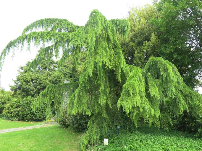Cedrus deodara 'Pendula'