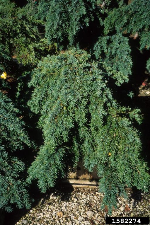 Cedrus deodara 'Pendula'