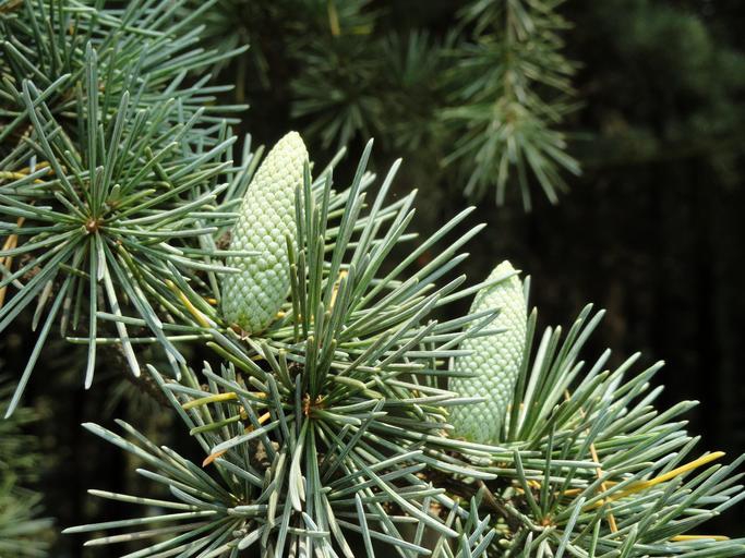 Cedrus deodara 'Pendula'