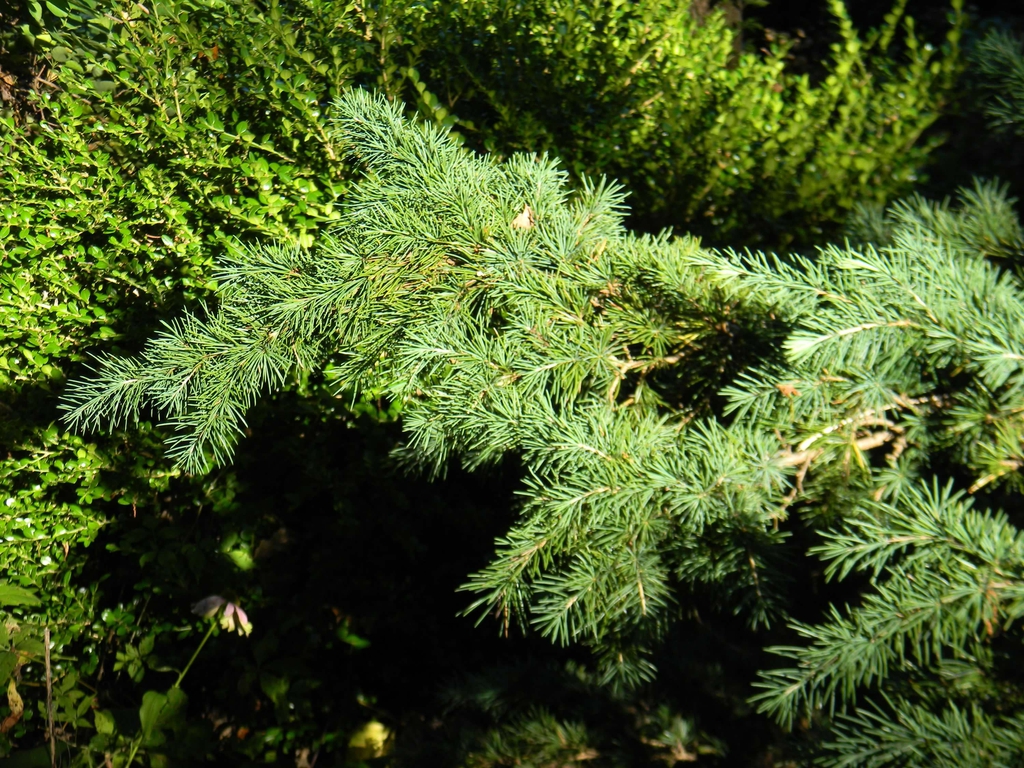 Cedrus deodara 'Devinely Blue'