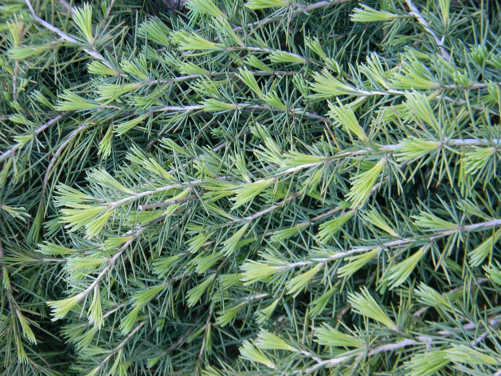 Cedrus deodara