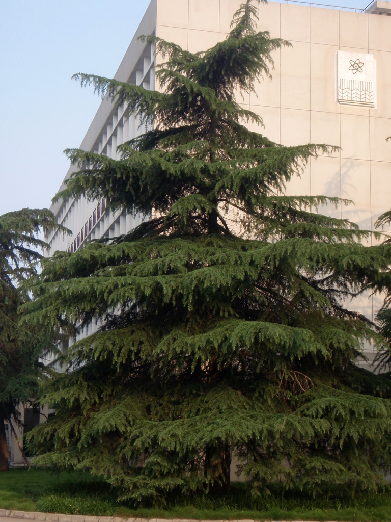 Cedrus deodara