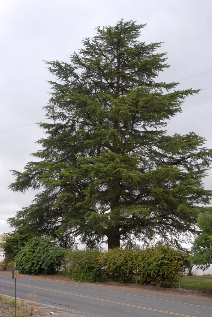 Cedrus deodara