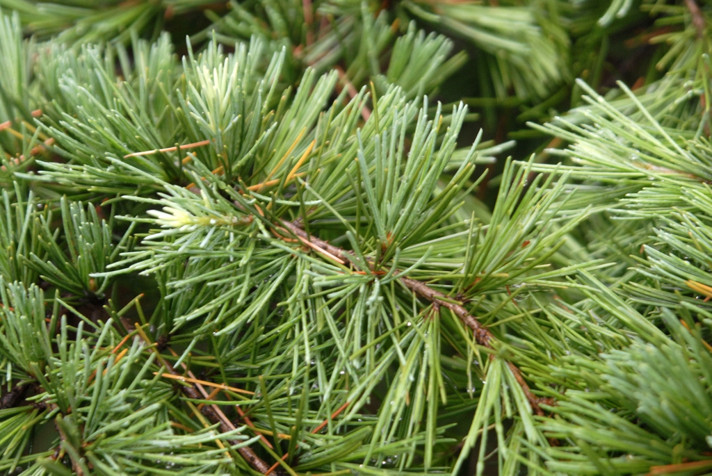 Cedrus deodara
