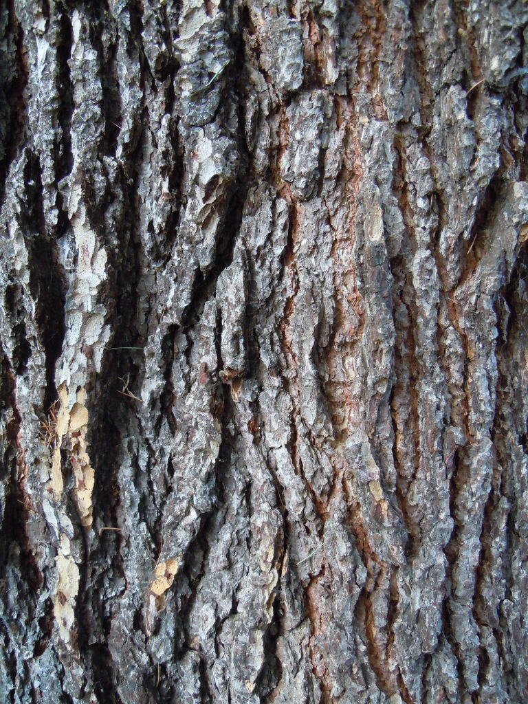 Cedrus libani