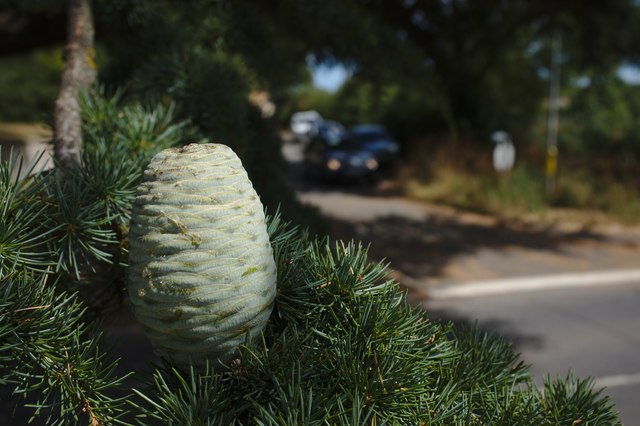 Cedrus libani