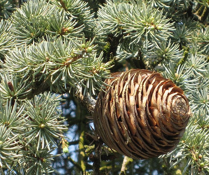 Cedrus libani