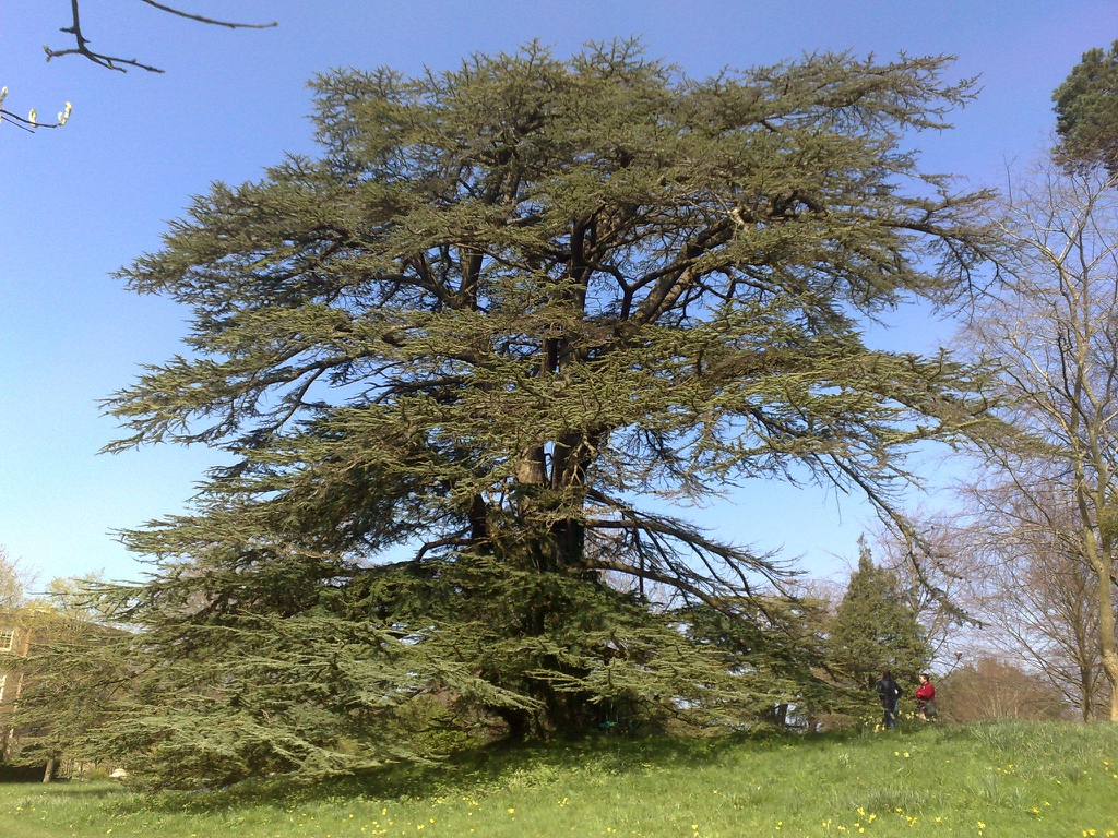 Cedrus libani