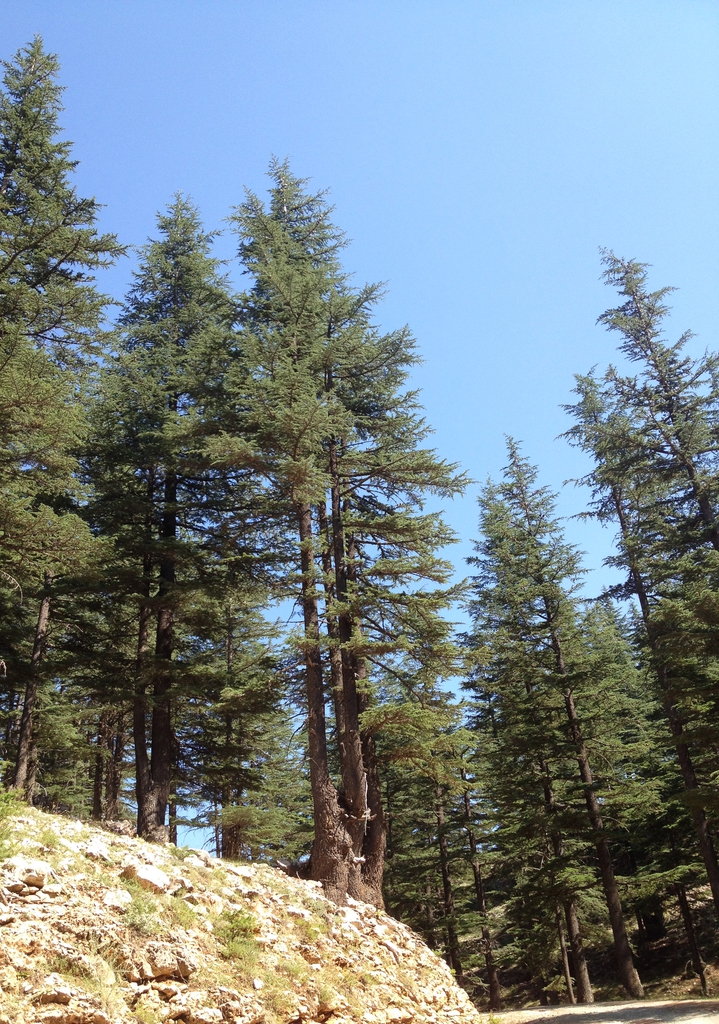 Cedrus libani