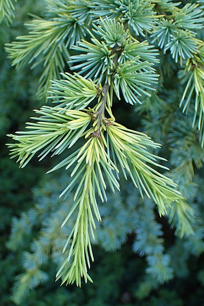 Cedrus libani