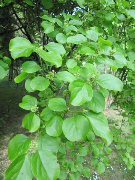 Leafy shoot with clusters of green flowers.