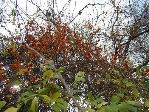 Fruits