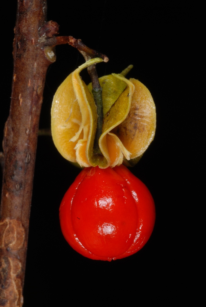 Open capsules with red seeds.