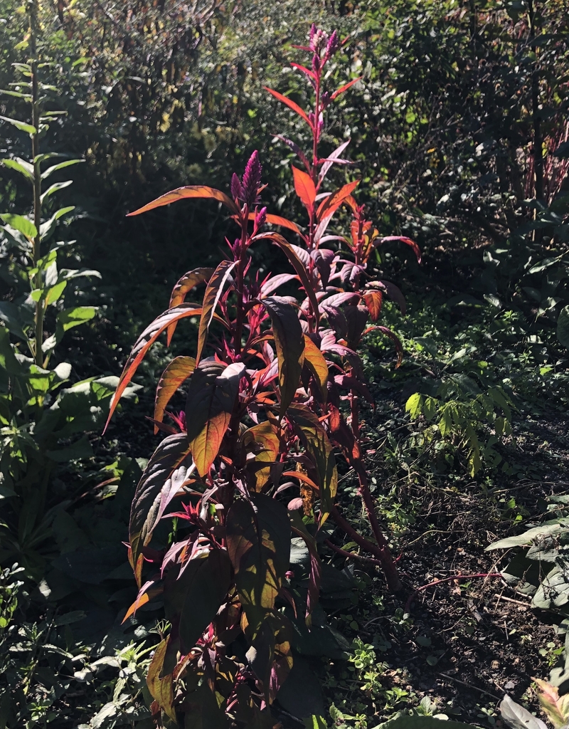 Form - Wake Co., NC