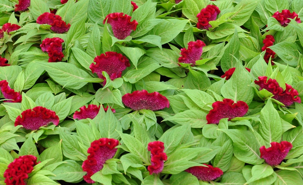 Flowers and leaves