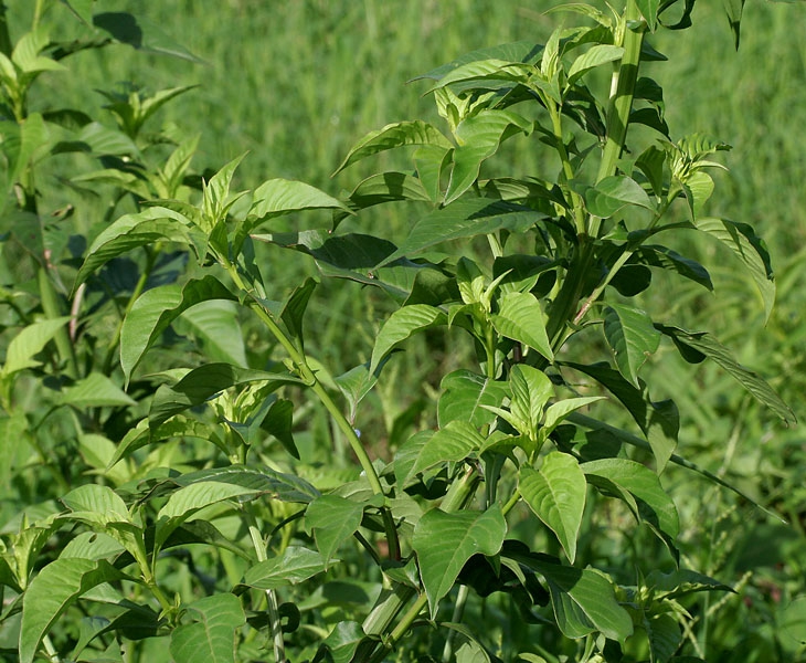 Leaves