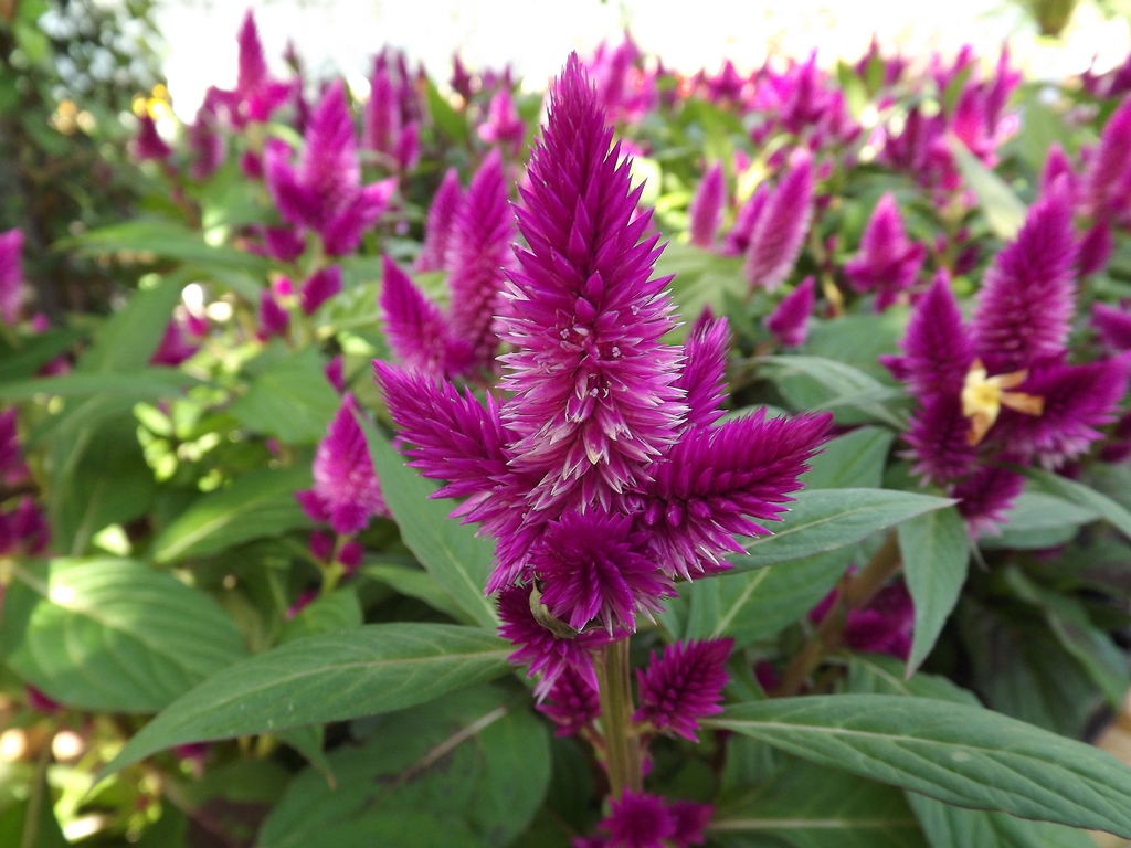 C. argentea flower