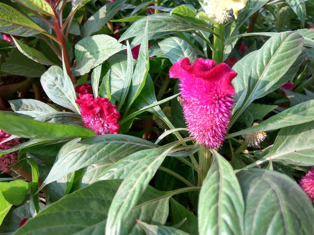 Flowers and leaves