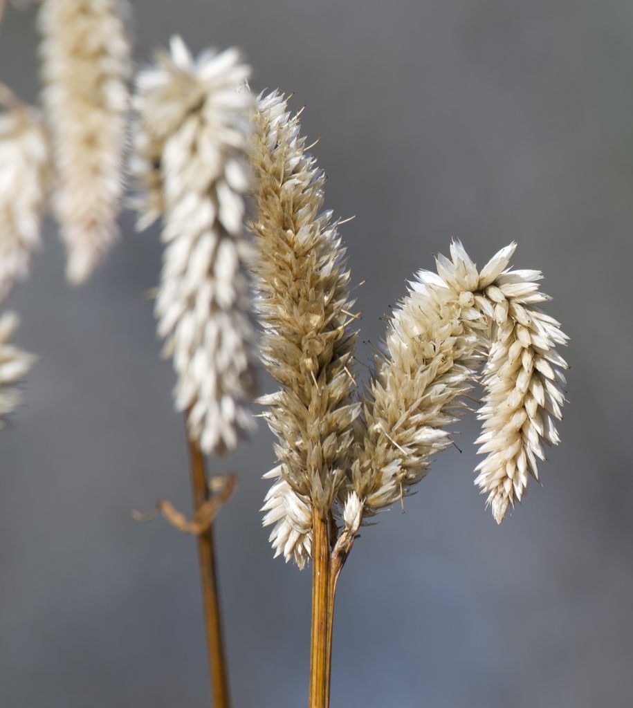 inflorescences of Celosia argentea spike like in Winter
