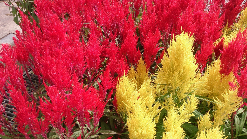 Various colors