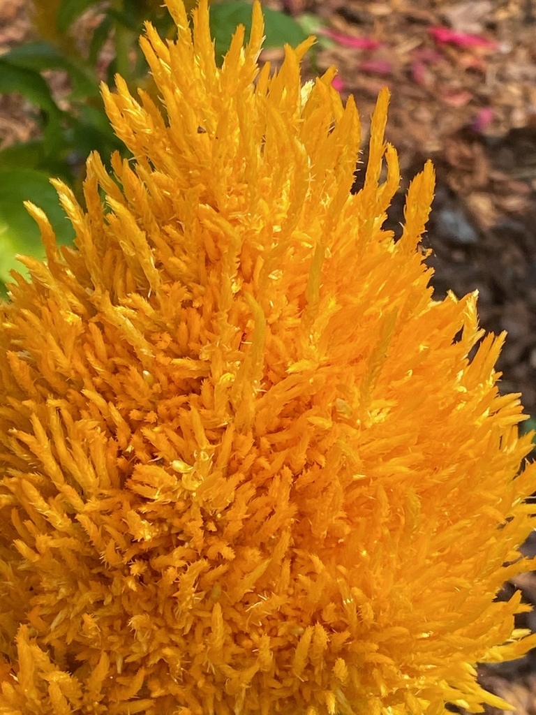 Closeup - Lewis Ginter Bot. Gardens, Richmond, VA - Early Summer
