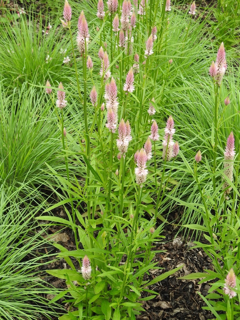 'Flamingo Feather' form