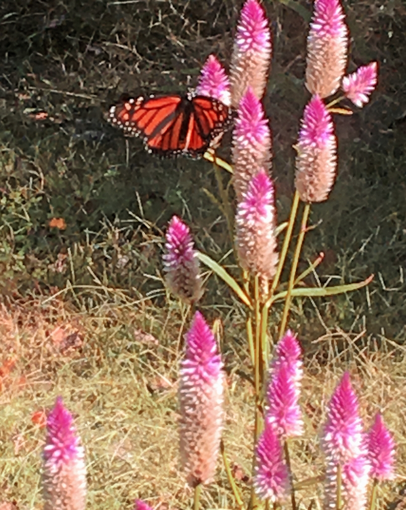 Celosia with Monarch pollinator Chatham County Lucille Zane_CC B