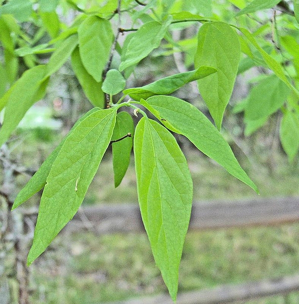 Leaves