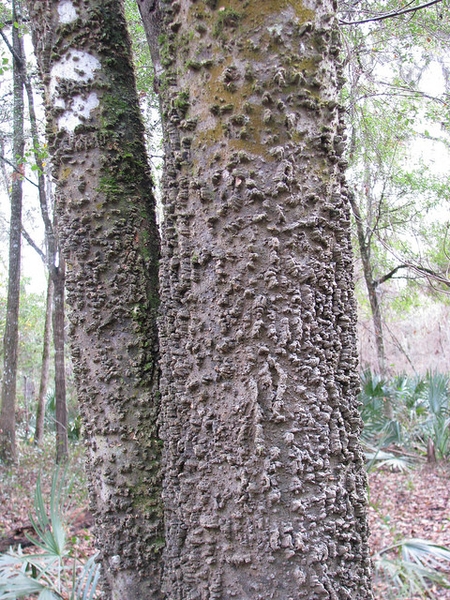 Bark