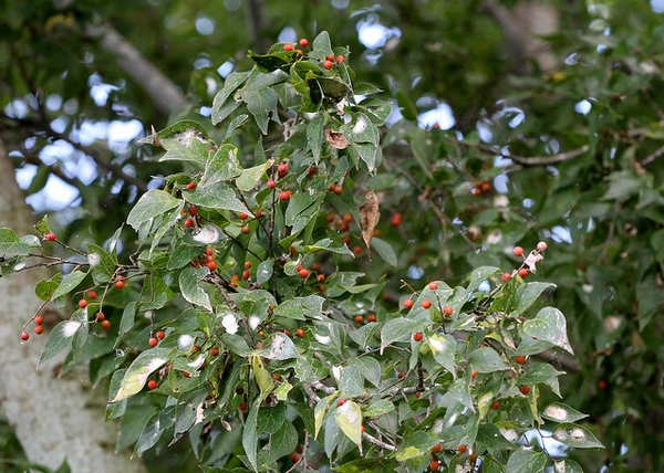 Fruits